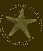 {Papillon} Starfish Tier°3 Diminutive/Normal,〘Sleepy Type-A〙 Barnacles: 96.7 • [✽♥] (18c) 