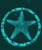 {Papillon} Starfish Tier°3 Small/Dull,〘Crazy Type-A〙 Barnacles: 89.8 • [✽♥] (18c)