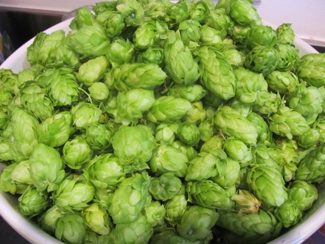  HOPS - [MyStory]