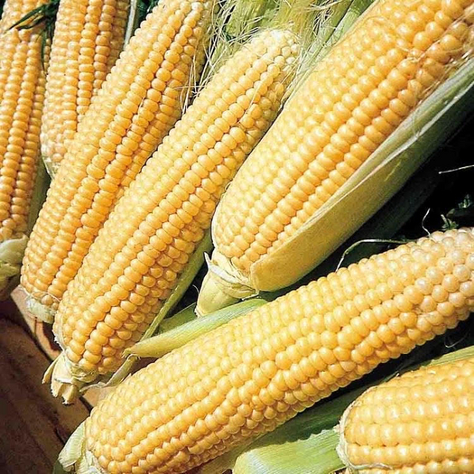  CORN - [MyStory]