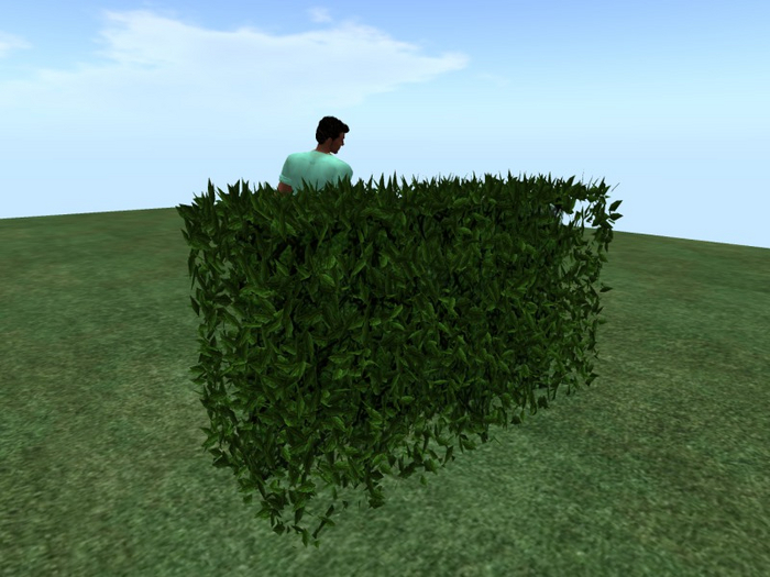 TM Hedge