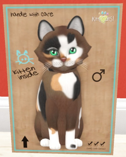 KittyCatS Box - New Born Kitten