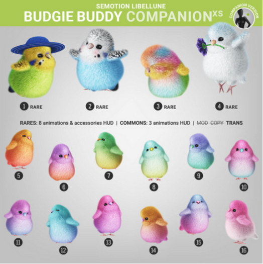 4. SEmotion Libellune Budgie Buddy XS Companion RARE