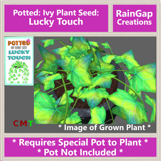 Potted: Ivy Plant Seed: Lucky Touch ACTUAL ITEM