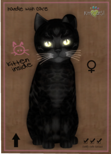 KittyCatS Box - Bengal - Black