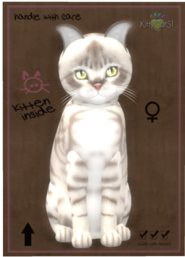 KittyCatS Box - Australian Mist - Blue Marble