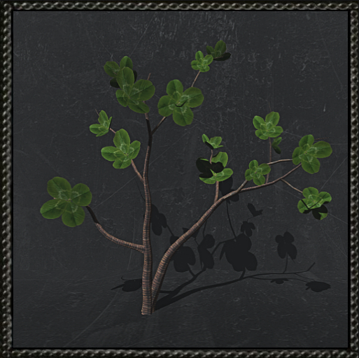 Cica's clover tree 4