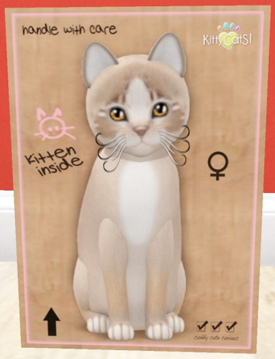 KittyCatS Box - New Born Kitten