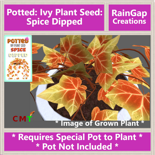 Potted: Ivy Plant Seed: Spice Dipped ACTUAL ITEM