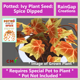 Potted: Ivy Plant Seed: Spice Dipped ACTUAL ITEM