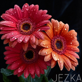 JEZKA - Full Perm Texture 334
