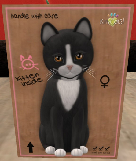 KittyCatS Box - New Born Kitten