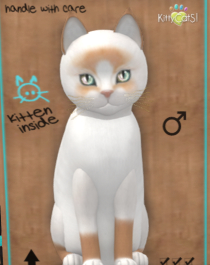 KittyCatS Box - 9T Snowshoe Exotic Journey
