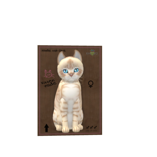 KittyCats Box - Australian Mist! - Fawn - Size - Normal