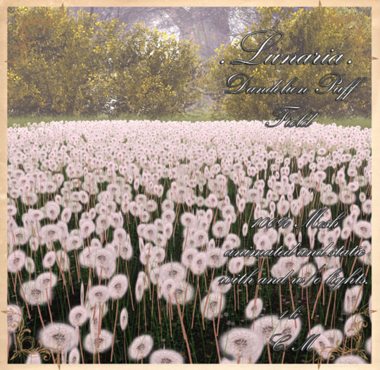 .Lunaria. Dandelion Puff Field 