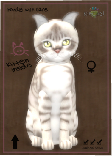 KittyCatS Box - Australian Mist - Blue Marble