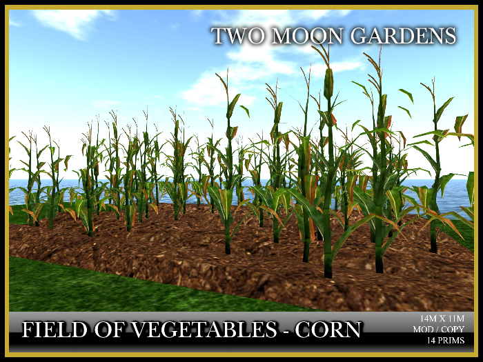 Garden|VegetablesCorn