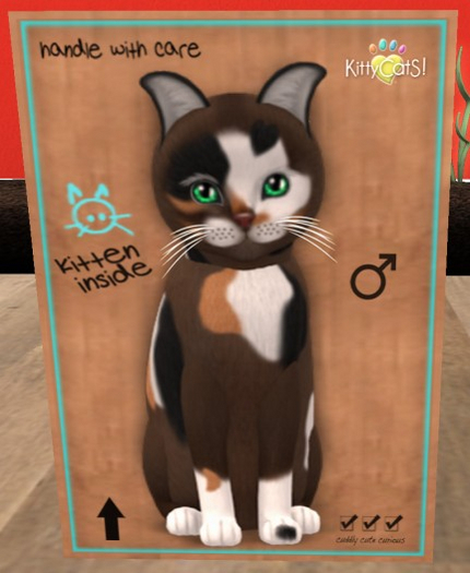 KittyCatS Box - New Born Kitten