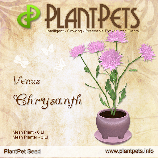 PlantPet Seed [Chrysanth *Venus*] (RARE)