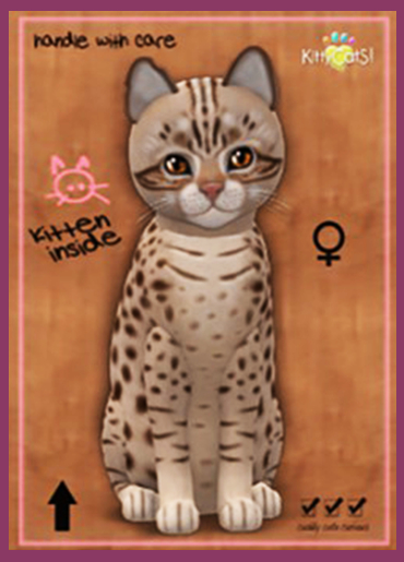 Ocicat - Cinnamon Silver (Female) - Oceania 