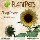 PlantPet Seed [Sunflower *Moonshadow*] -  Rare - free breeding - no extra costs