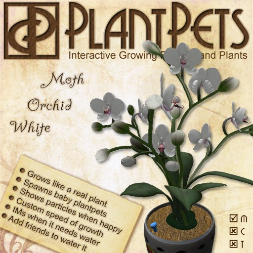 PlantPet Seed [Moth Orchid *White*]