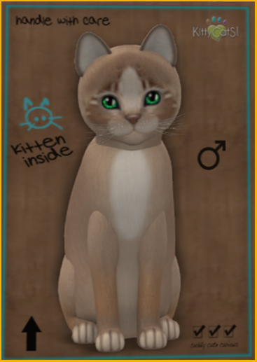 KittyCats - Genesis - Mocha II (male) Evergreen