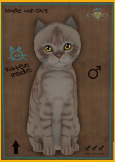 KittyCatS - Australian Mist - Lilac Marble (Male)  Pixie Point