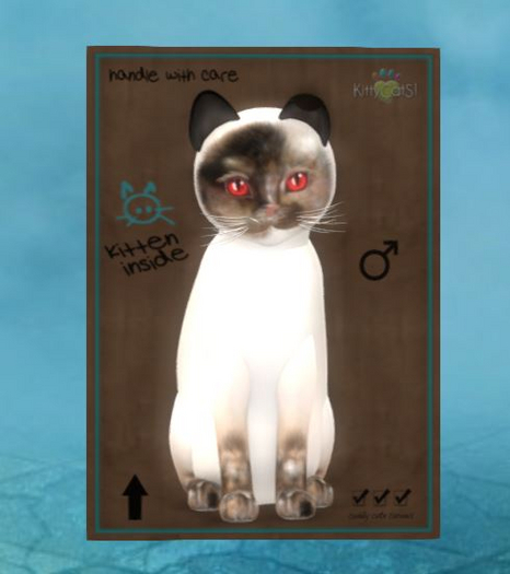 KittyCatS Box - Siamese - Chocolate Tortie M 9T