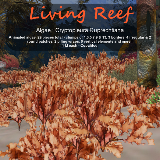Inochi Reef : Algae "Cryptopleura Ruprechtiana"
