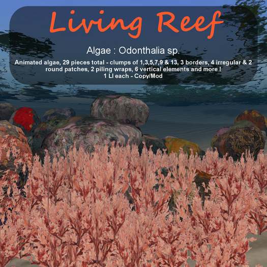 Inochi Reef : Algae "Odonthalia Sp"