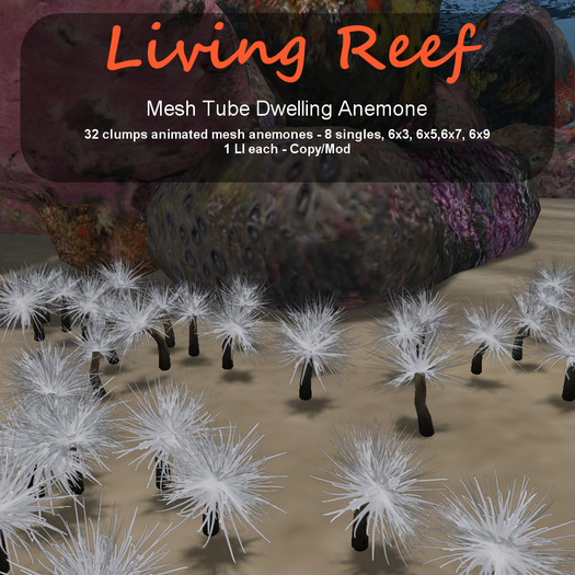 Inochi Reef - Mesh Tube Dwelling Anemone