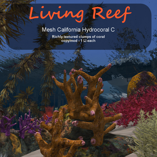 Inochi Reef - California Hydrocoral C