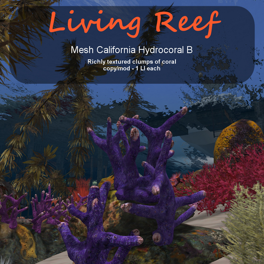 Inochi Reef - California Hydrocoral B