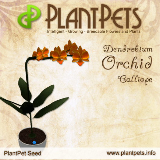 PlantPet Seed [Dendrobium Orchid *Calliope*]