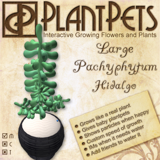 PlantPet Seed [Large Pachyphytum *Hidalgo*]