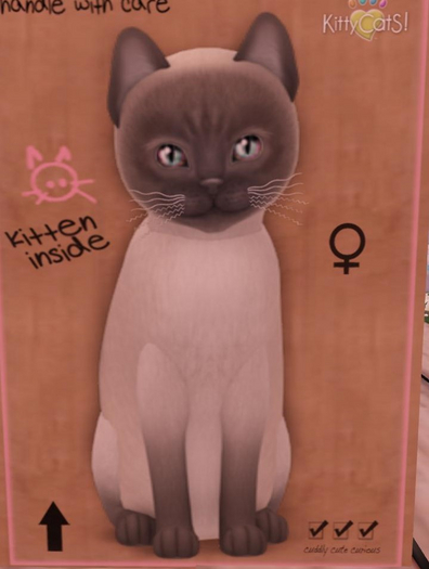 KittyCatS Box - female Tonkinese - blue mink