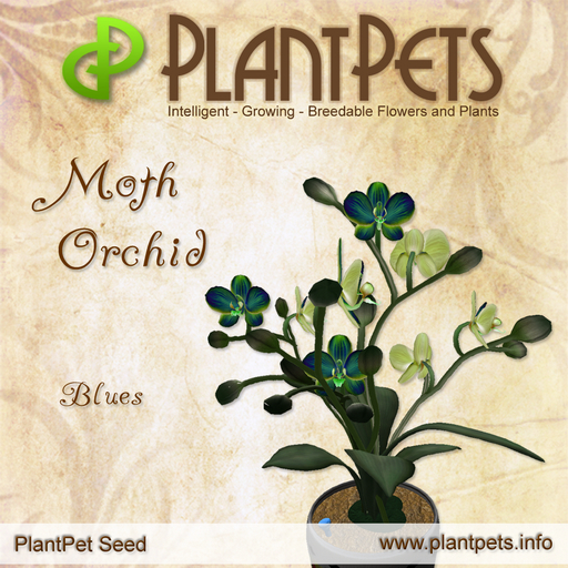 PlantPet Seed [Moth Orchid *Blues*]