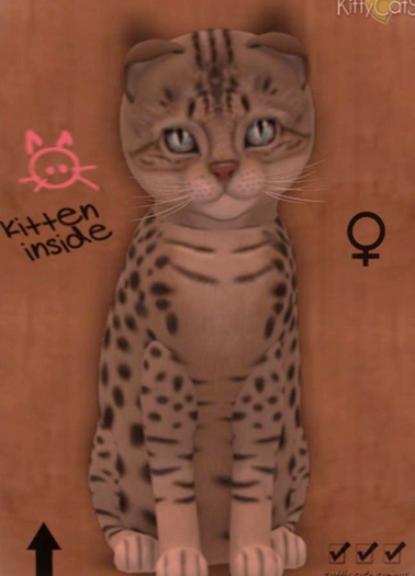 KittyCatS Box - Ocicat - tawny female