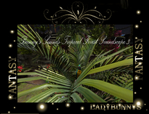 Bunny's Sounds-Tropical Forest Soundscape 3