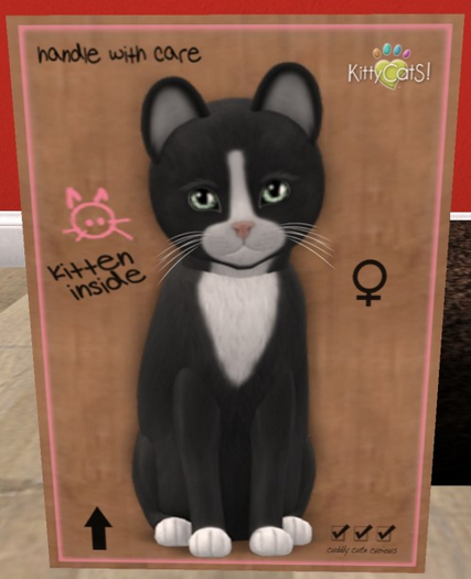 KittyCatS Box - New Born Kitten