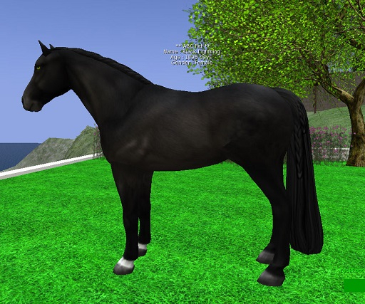 horse