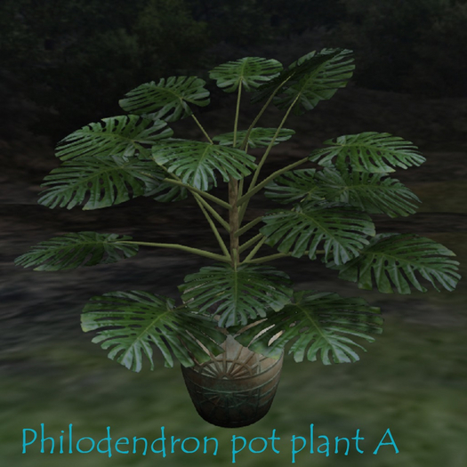 -MBC- Philodendron Pot Plant A