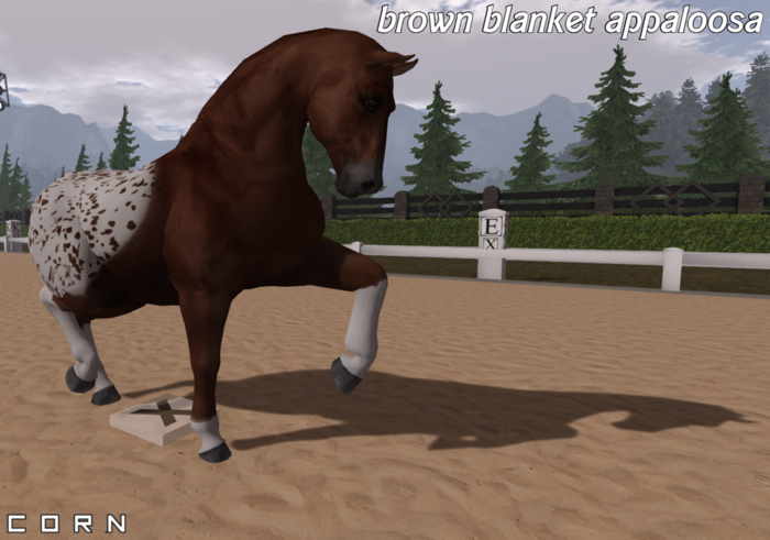 C O R N - brown blanket appaloosa