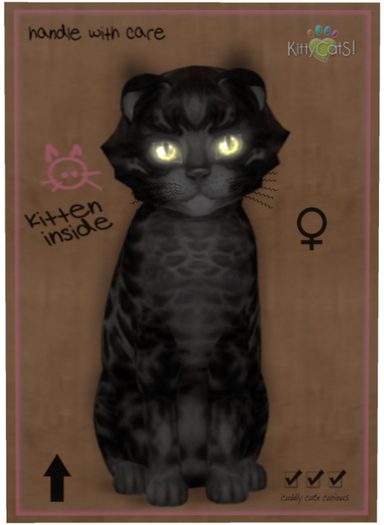 KittyCatS Box - Bengal - Black