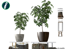 friller Potted Umbrella Plant [4 pot textures]