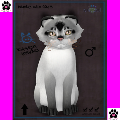 KittyCatS Box 159 - Male - 9t - Abyssinian - Salt & Pepper