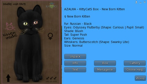 KittyCatS Box - New Born Kitten