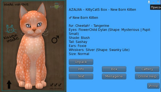 KittyCatS Box - New Born Kitten