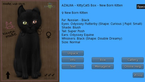 KittyCatS Box - New Born Kitten